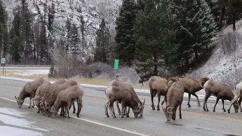 Big horn sheep on road Stock Footage