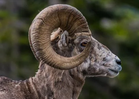 Big Horn Sheep Side View Looking Right 库存照片
