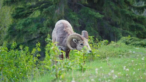 Big Horn Sheep Walking Past Mount Rundle... | Stock Video | Pond5