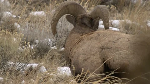 Big Horn Sheep in Yellowstone Video stock 224569552