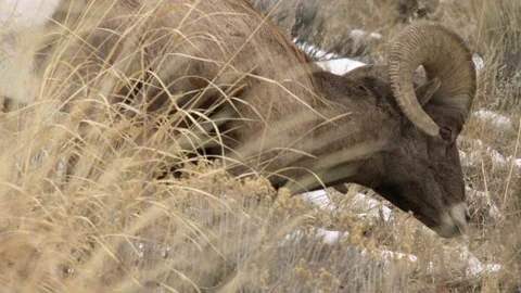 Big Horn Sheep in Yellowstone Stock Footage 224611341