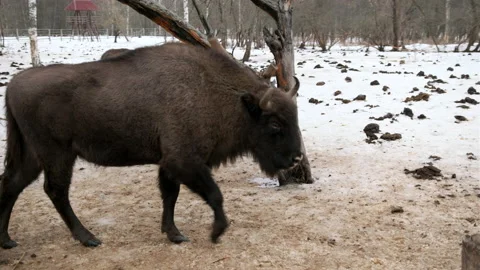 Big horned bison in the winter forest. Natural habitat. Stock Footage 170764004
