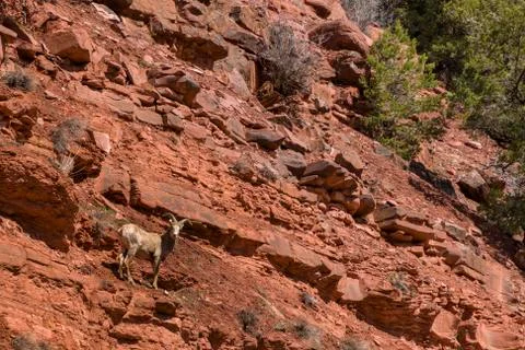Big Horned Sheep looking at Camera on Red Rock Mountainside Stock Photos