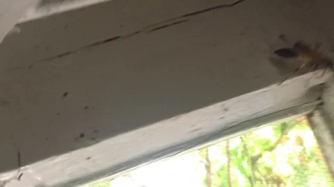 Big Hornet Flies By The Window Stock Footage 82298877