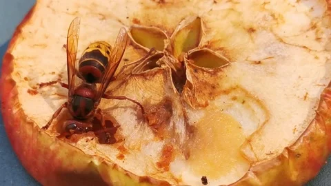 Big Hornet Stock Footage 201529896