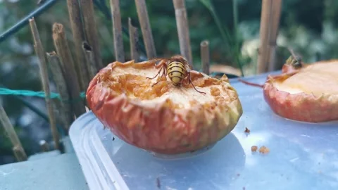 Big Hornet Stock Footage 201529907