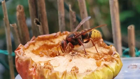 Big hornet sits on an apple Stock Footage 201529916