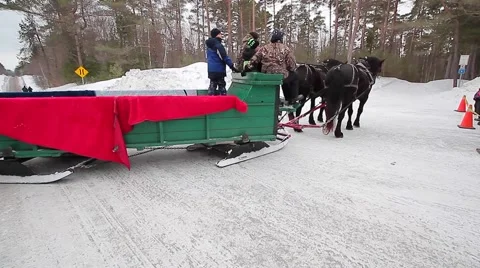 Big horses pull big sleigh Stock Footage 61023009