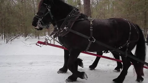 Big horses pull sleigh Stock Footage 61023012
