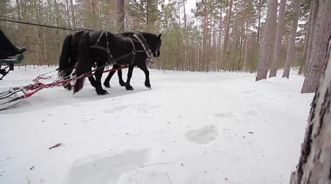 Big horses pull sleigh full of people Stock Footage 61023003