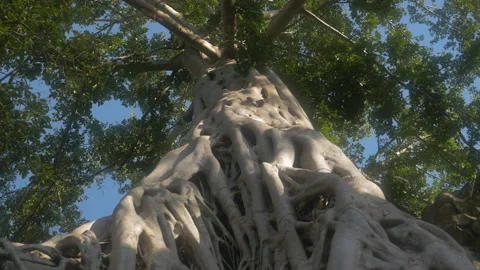 A big hundred-year-old tree with its roots and branches, in Cambodia Stock Footage 236193165