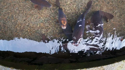 Big hungry Koi Carps opening their mouths waiting for food 스톡 동영상 329619811