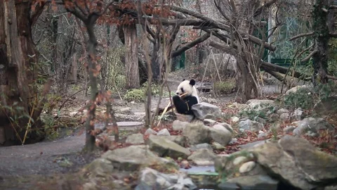 Big hungry panda sits and eats bamboo in the winter zoo, hd video Stock Footage 102817065