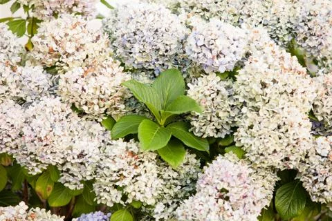 Big hydrangea plant Foto stock