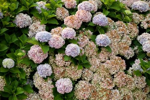 Big hydrangea plant Stock Photos