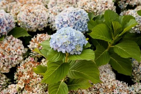 Big hydrangea plant Stock Photos