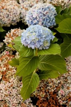 Big hydrangea plant Foto stock