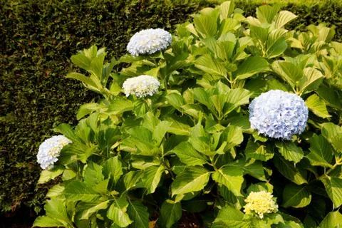Big hydrangea plant Foto stock