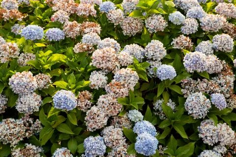 Big hydrangea plant Stock Photos