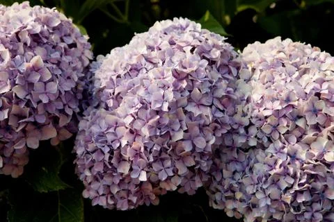 Big hydrangea plant Stock Photos