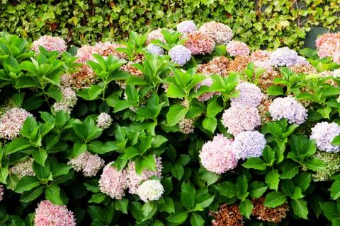 Big hydrangea plant 写真素材