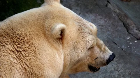 Big Ice bear lying on cliffs in the zoo 库存影片 66203112