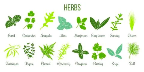 Big icon set of flat culinary herbs. sage, thyme, rosemary, basil Illustrazione stock
