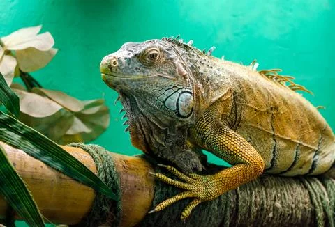 Big iguana on a green background close up Stock Photos