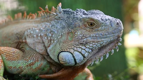 Big iguana lizard on tree, Thailand, Samui. Green iguana lizard macro. Stock Footage 65106458