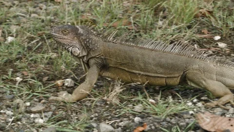 Big iguana lizard walking around on grassy ground, Tortuguero, Costa Rica Stock Footage 141247062