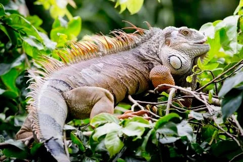 Big Iguana Stock Photos