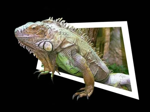 Big iguana on windows Stock Photos