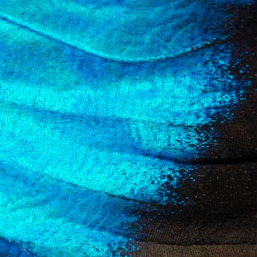 Big image of a wing of the blue morpho butterfly, high magnification. Stock Photos