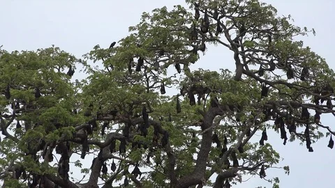 Big Indian Flying Fox colony hanging in tree Stock Footage 79248941