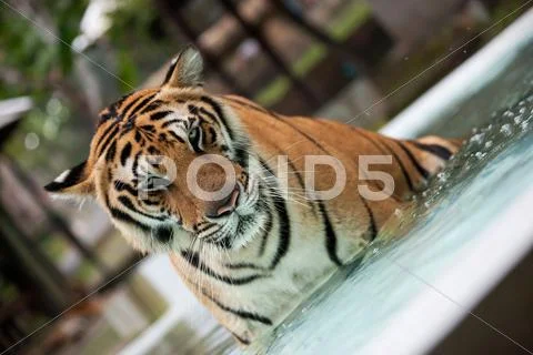 Big Indo-China tiger in the pool Stock Photos