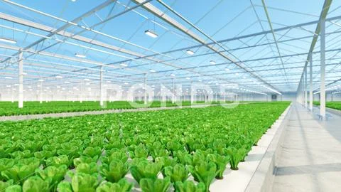 Big industrial greenhouse interior. Hydroponic indoor vegetable plant ...