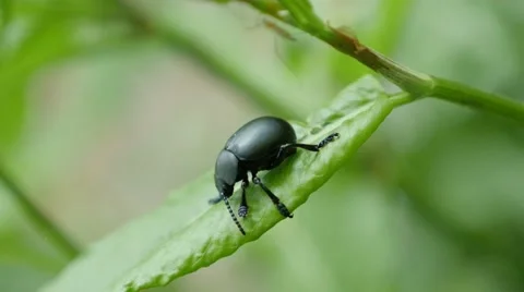 Big insect Agelastica alni black leaf beetle in natural environment 4K 2160p Stock Footage