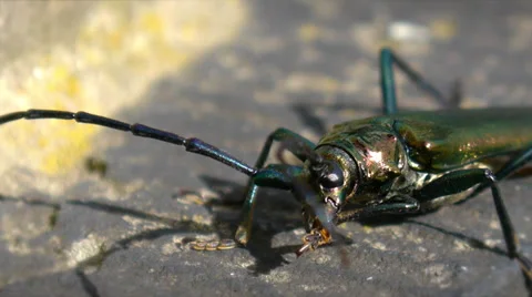 Big Insect Detailed Macro Stock Footage 35535537