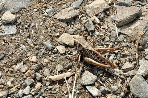 Big insect Grasshopper Stock Photos