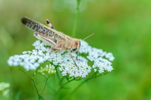 The big insect a grasshopper Stock Photos