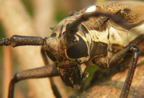 The big insect Stock Photos
