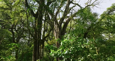Big intertwined tree trunk in Tropical forest. Drone view of Bali. Stock Footage 248755161