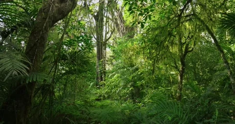 Big intertwined tree trunk in Tropical forest. Drone view of Bali. Stock Footage 249985816