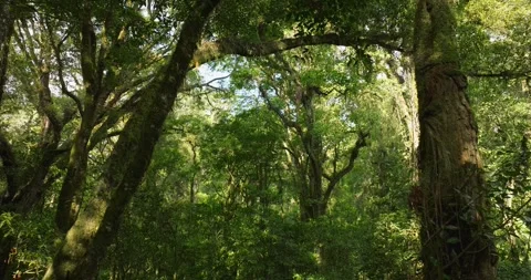 Big intertwined tree trunk in Tropical forest. Drone view of Bali. Stock Footage 250387281