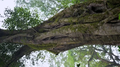 Big intertwined tree trunk in Tropical forest. Drone view of Bali. Stock Footage 253704891