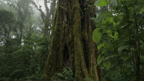 Big intertwined tree trunk in Tropical forest. Drone view of Bali. Stock Footage 255217708