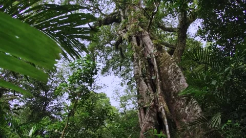 Big intertwined tree trunk in Tropical forest. Drone view of Bali. Vidéo 255342720