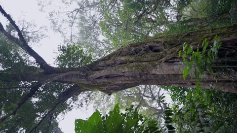 Big intertwined tree trunk in Tropical forest. Vertical format Stock Footage 255992810
