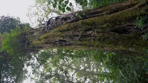 Big intertwined tree trunk in Tropical forest. Drone view of Bali. Stock Footage 257687650