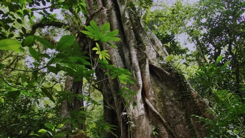 Big intertwined tree trunk in Tropical forest. Vertical format Stock Footage 259860361